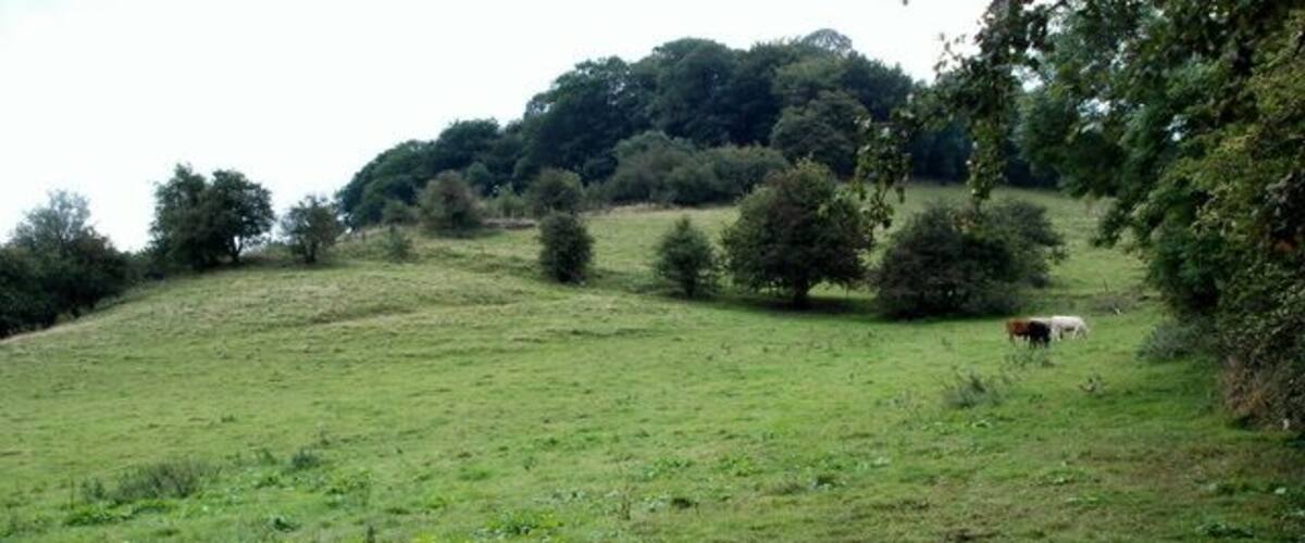 A grassy field with a cow grazing, trees, and a hill in the background.