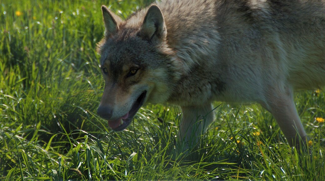 This is one of the uk wolf trust's european wolf pack in their enclosure.