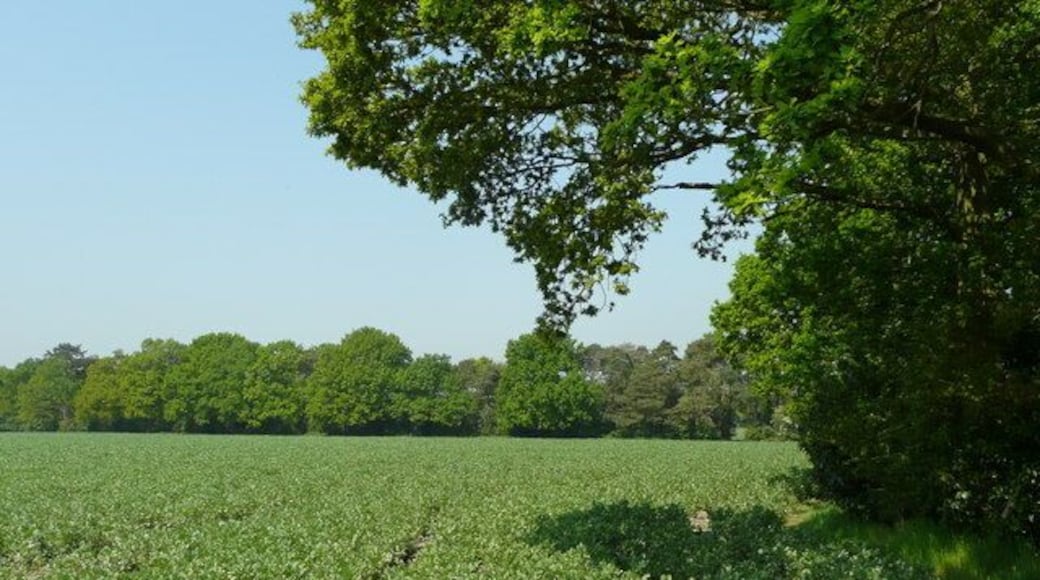 Field beans at Beenham View north-west from Webbs Lane.