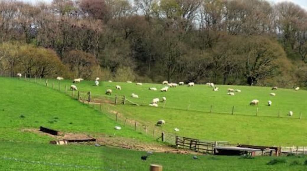 Beenham: A Panoramic View of Farmland north of Shrub Wood. This view is from the graveyard at the Church looking over towards Beenham hill. It is situated in the south western section of the grid square. The photograph was taken in switchy light conditions which made stitching the photo together rather tricky.