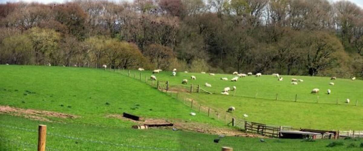 A green pasture with sheep grazing, a wooden fence, and trees in the background.