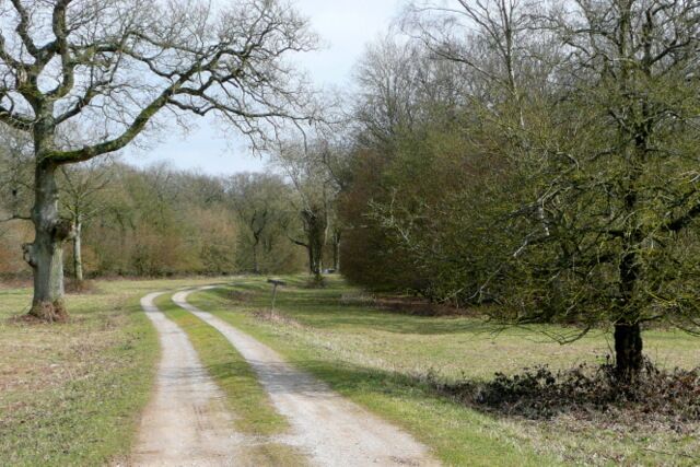 Track in College Wood Like many such woods, in estates, some of the tracks are public rights of way and some are private. This one had the "private" sign.