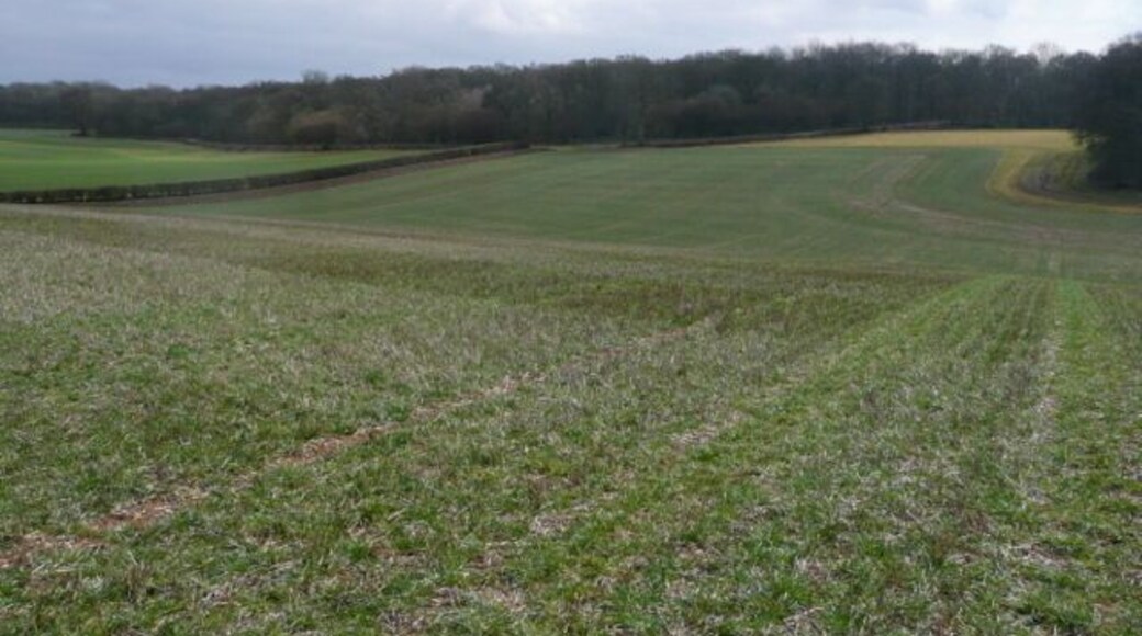 Towards College Wood A view to the south-east across much of the square. The northern part is arable, with College Wood dominating the southern quarter. The public footpath used to go across this field to the edge of the wood on the right (indeed my map still shows that route) but it is now diverted along the hedge line to the left.