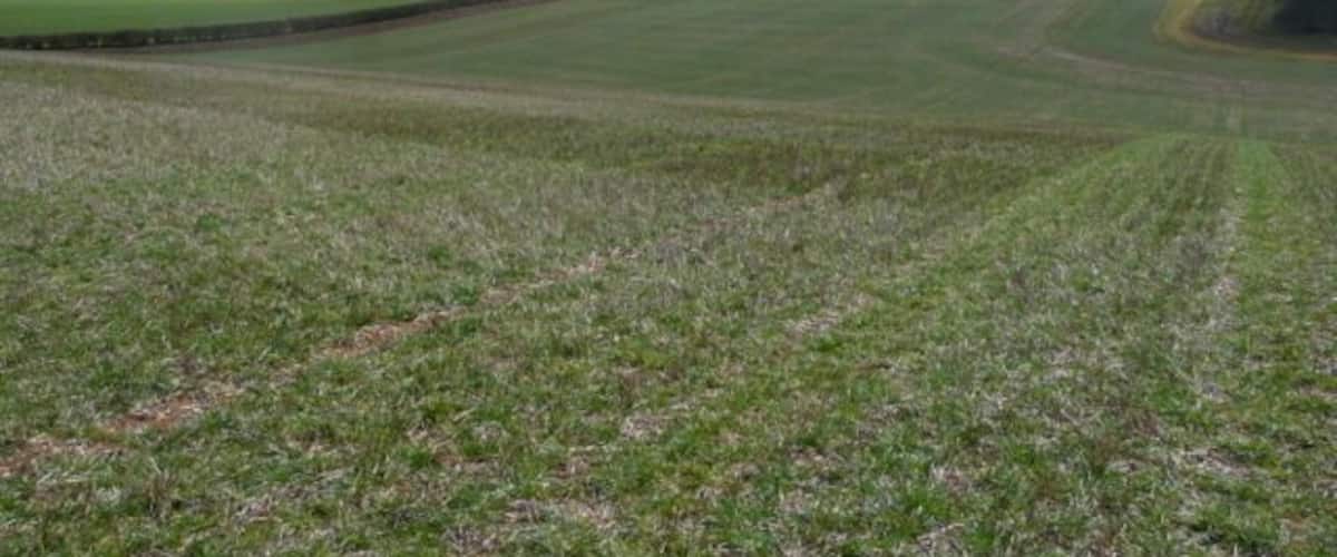 A vast open field with a stone wall and a line of trees in the distance.