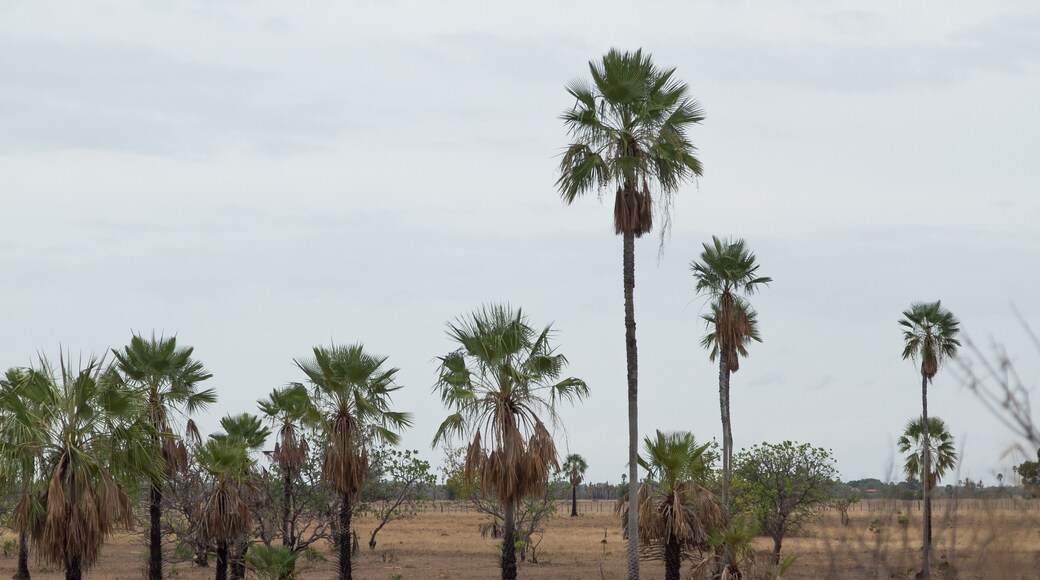 CARNAUBA PALM IN CAMPO MAIOR, PI, BRAZIL.