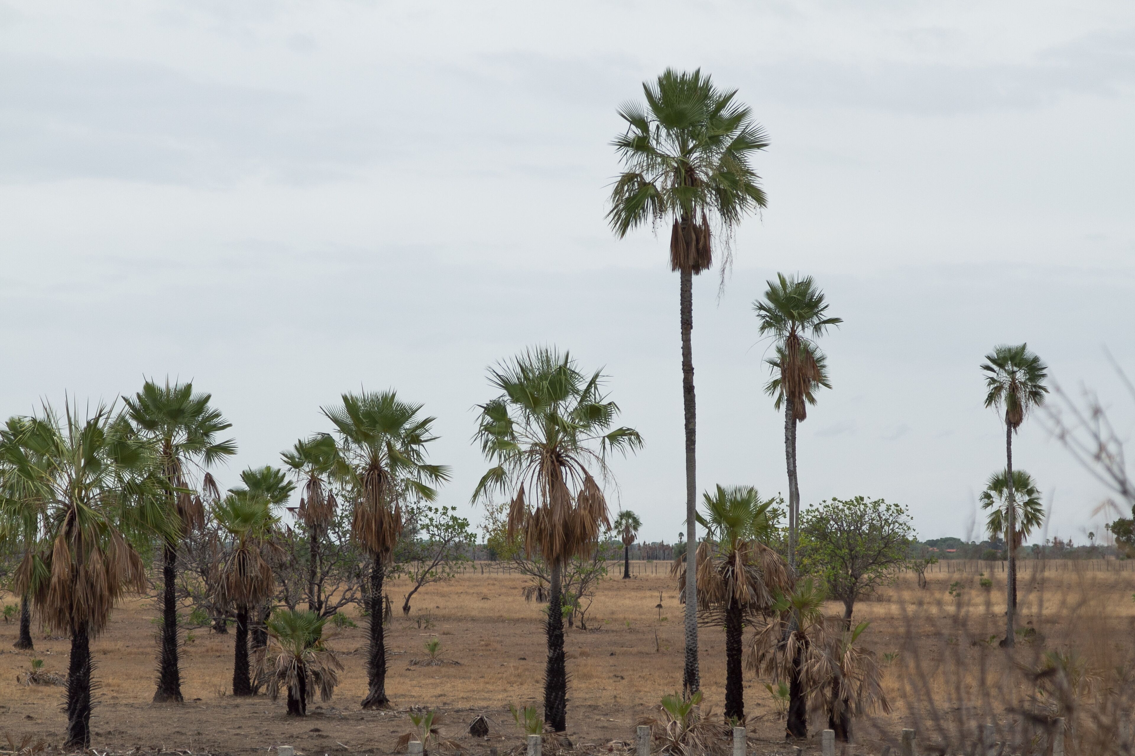 A dry landscape with several palm trees and sparse vegetation.