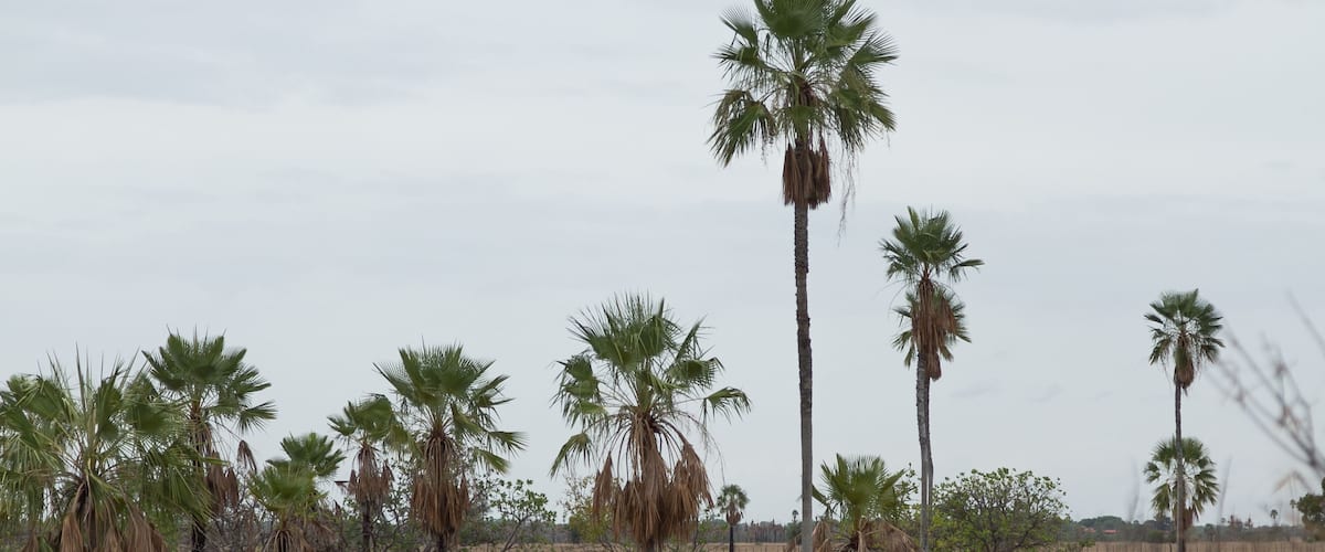 A dry landscape with several palm trees and sparse vegetation.