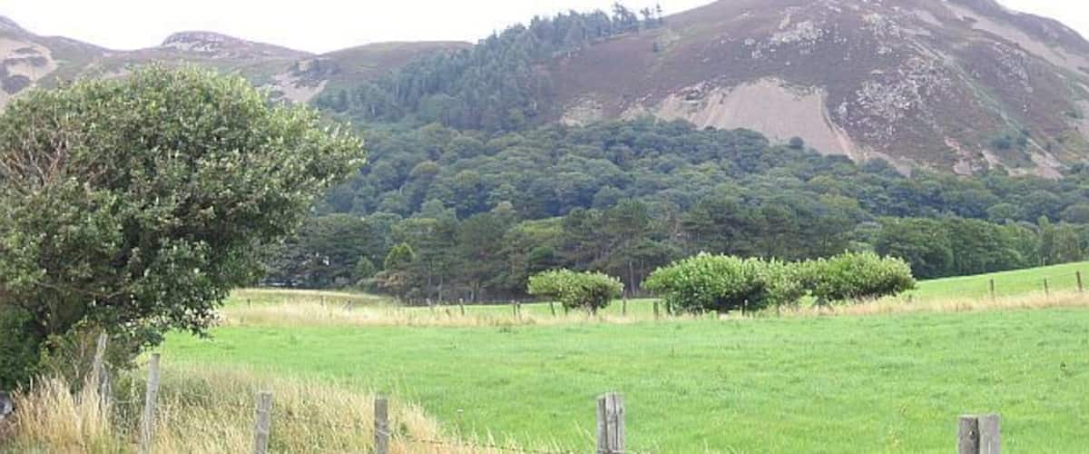 A grassy field with a tree and bushes in the foreground, a fence, and a hill with trees in the background.