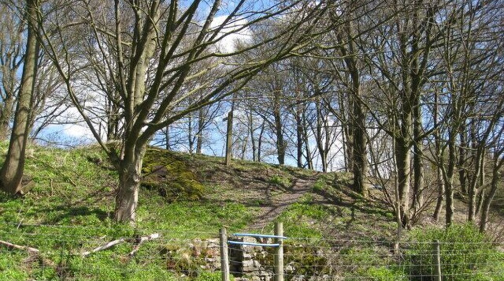 Footpath entering Baltic Wood