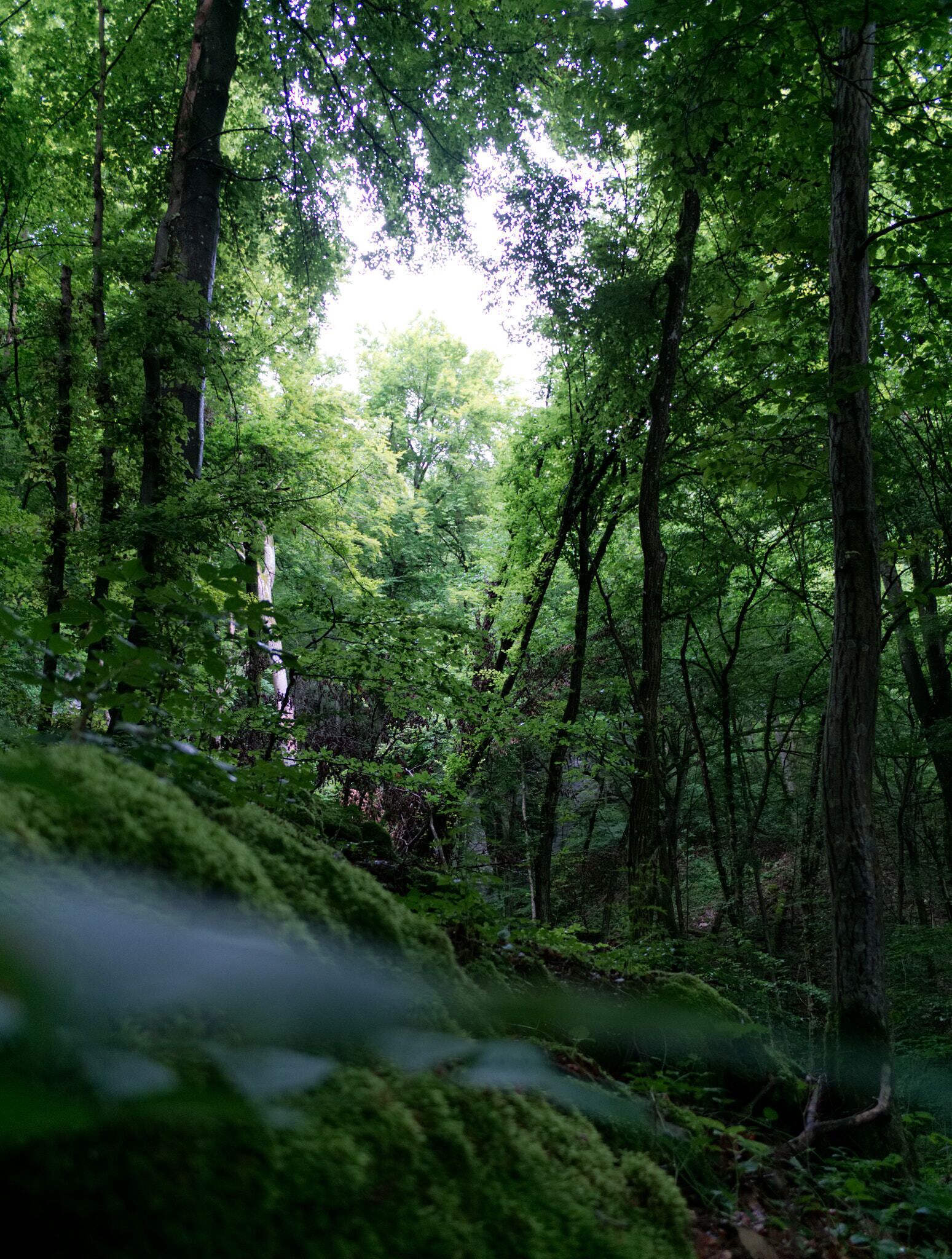 A dense forest with tall trees and lush green foliage.