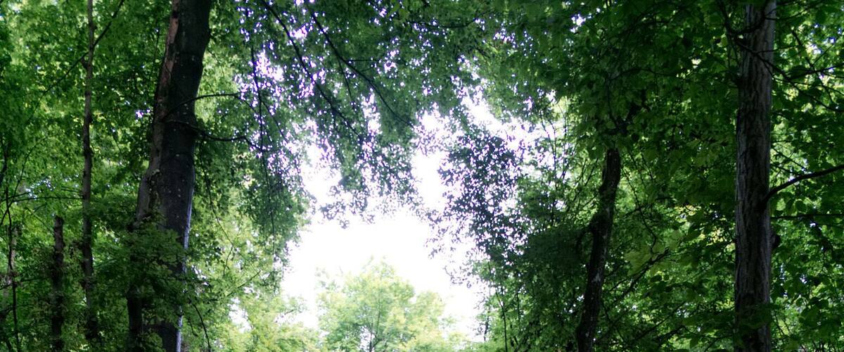 A dense forest with tall trees and lush green foliage.