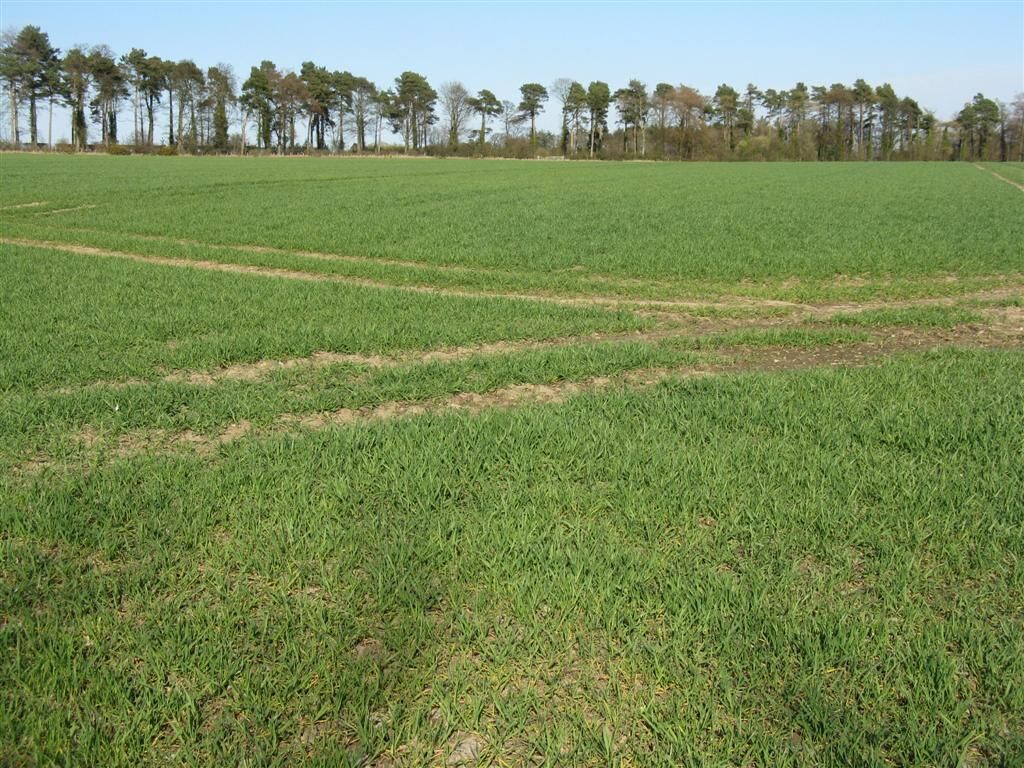 Winter cereals at Winton The shelter belt marks the line of the Tranent-Easter Pencaitland road [B6355].