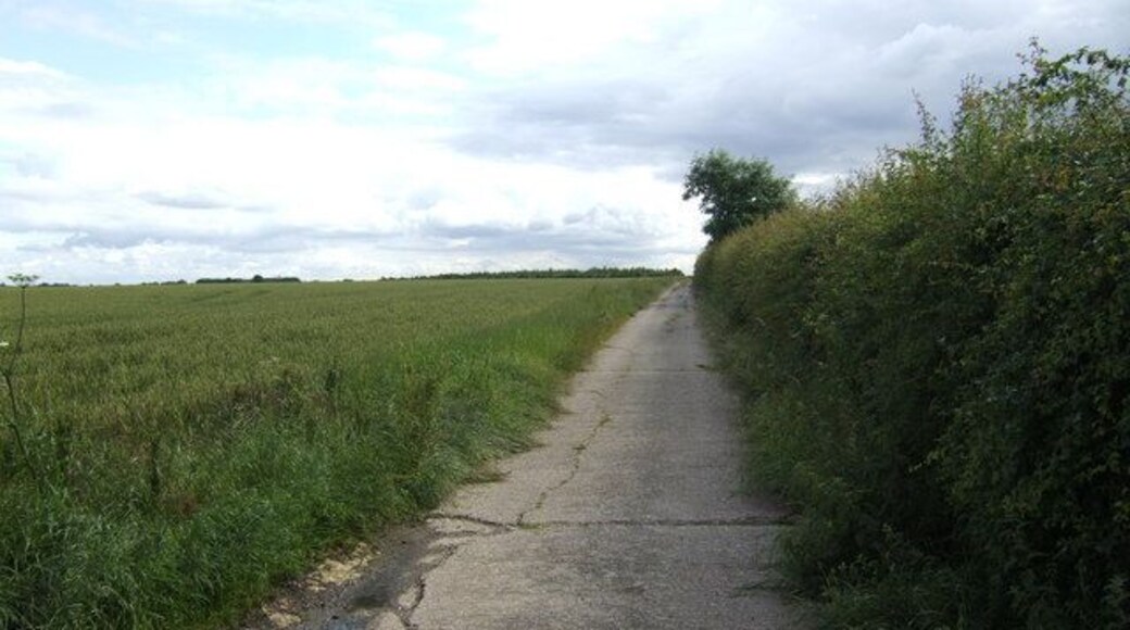 Concrete farm track to Eltisley Oak Ripening wheat on the left hand side.