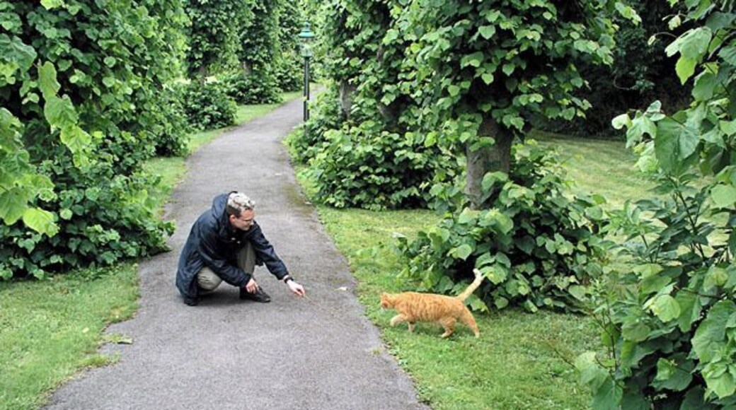 Eltisley churchyard. ... the Ginger Guardian