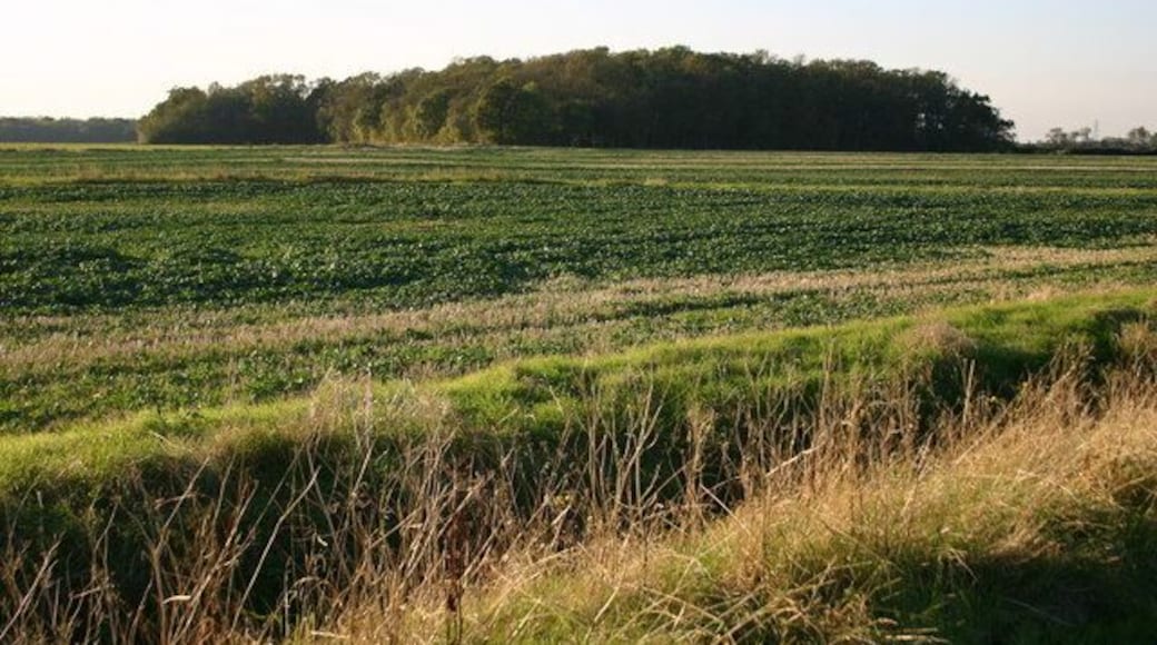 Pillar Plantation Pillar Plantation from the footpath to Yelling