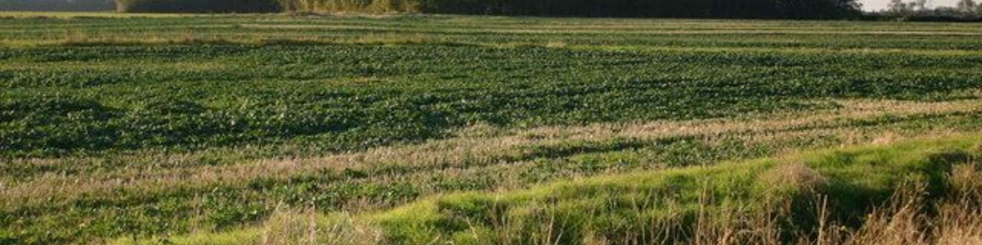 Pillar Plantation Pillar Plantation from the footpath to Yelling