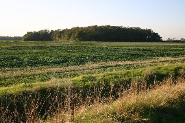 A vast agricultural field with rows of crops and a forest in the background.