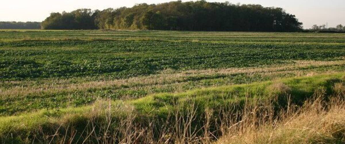 A vast agricultural field with rows of crops and a forest in the background.