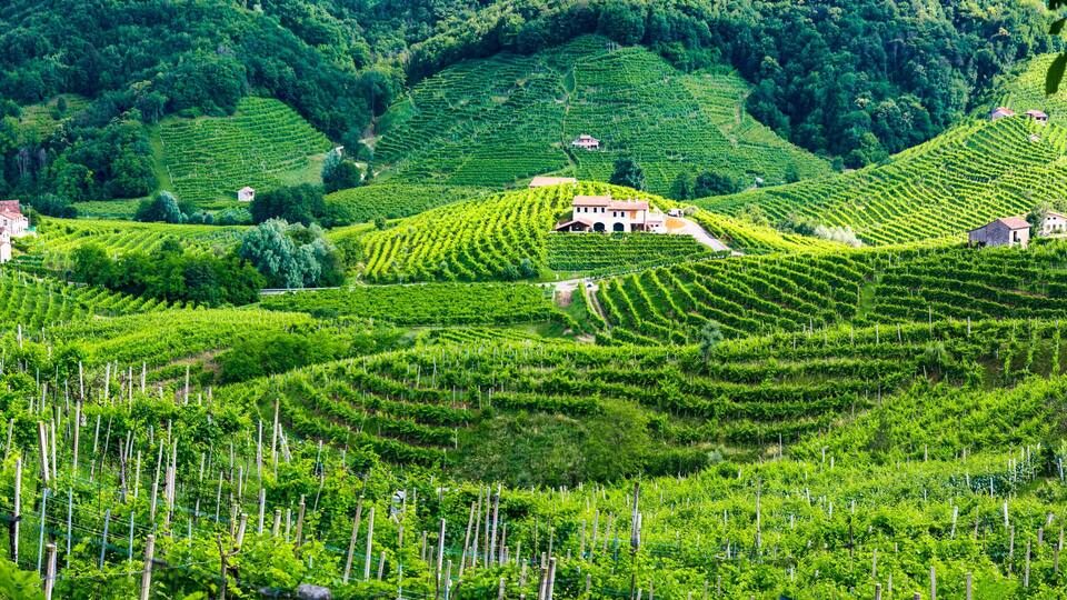Terraced vineyards, houses, and lush green hills.