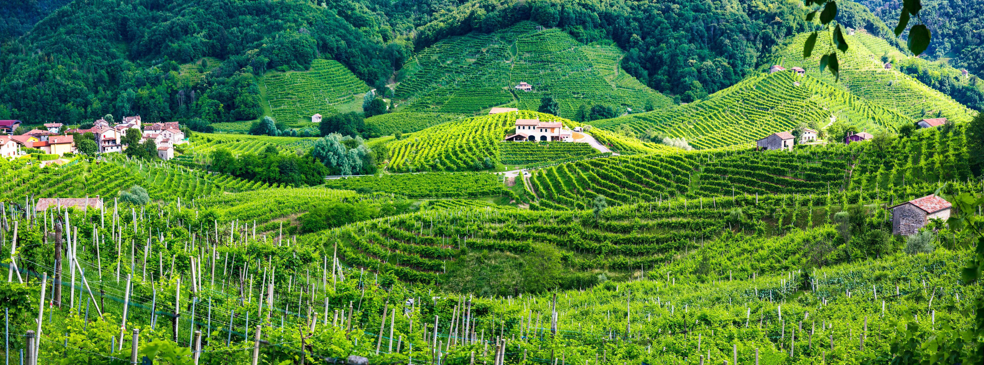 Terraced vineyards, houses, and lush green hills.