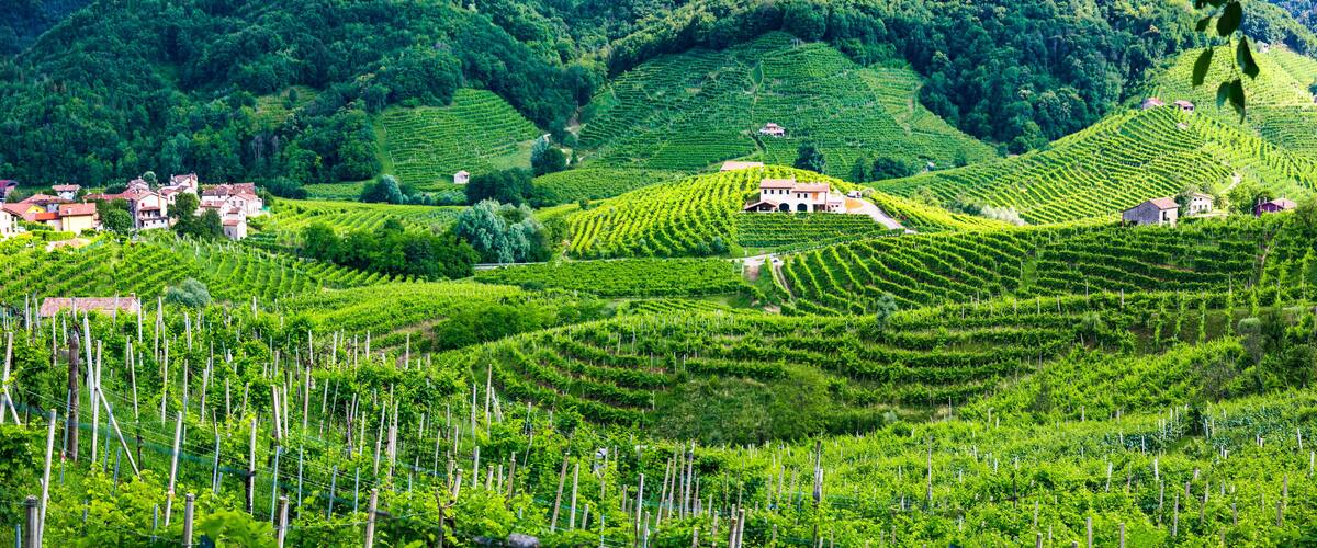 Terraced vineyards, houses, and lush green hills.