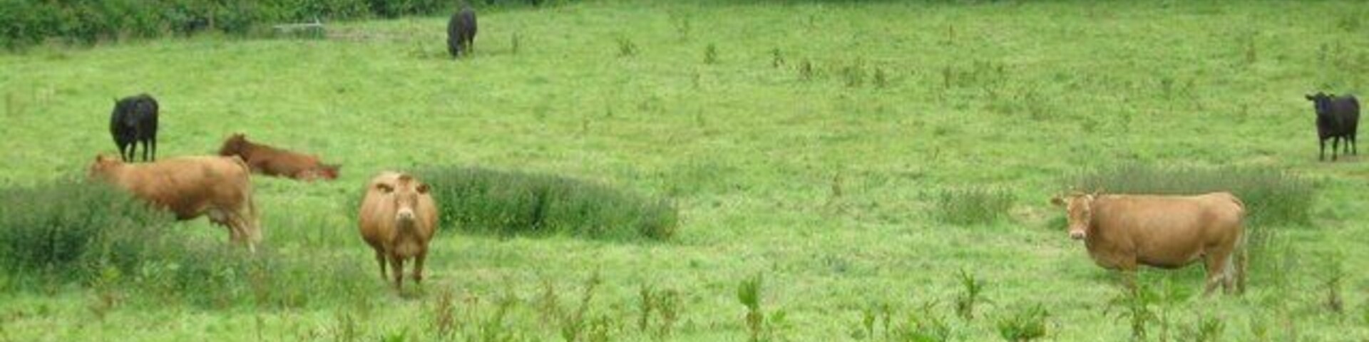 Cows in front of a wood