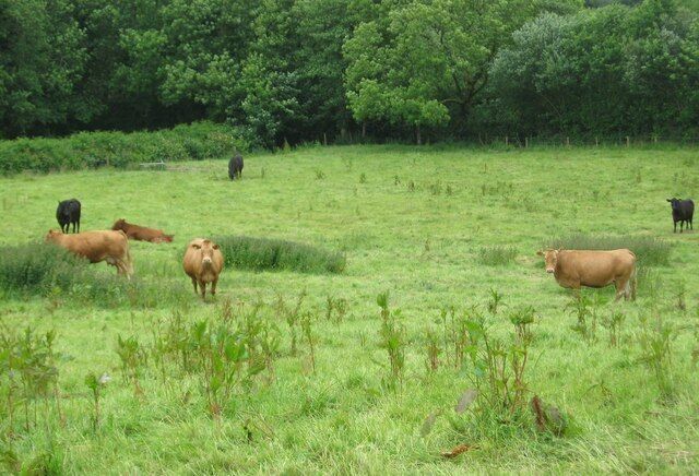 A grassy field with cows grazing, surrounded by trees.