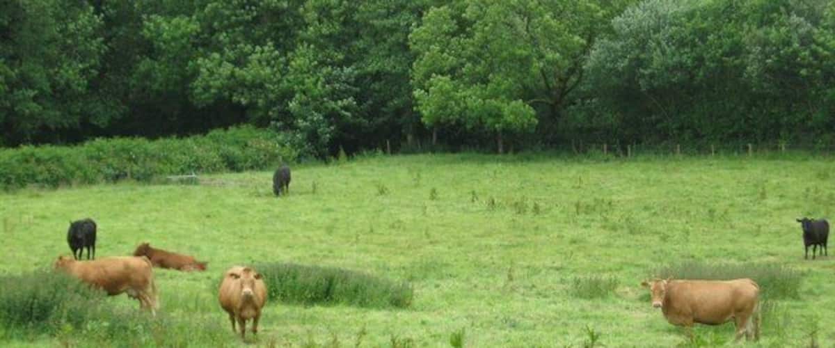 A grassy field with cows grazing, surrounded by trees.