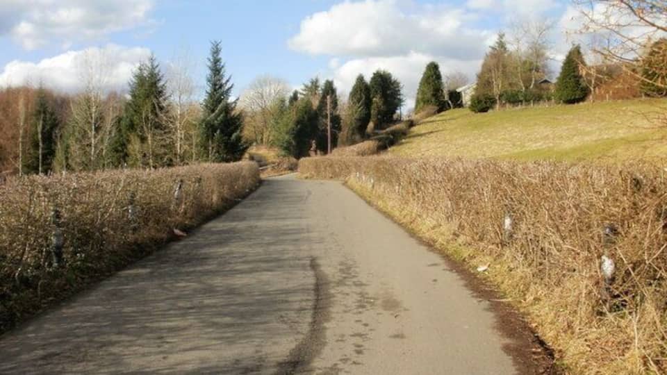 Cwrt-y-Bella, Gwrhay The country lane (Cwrt-y-Bella) from the B4251 to Cwm-corrwg approaches Gwrhay. Small hedges line both sides of the lane.