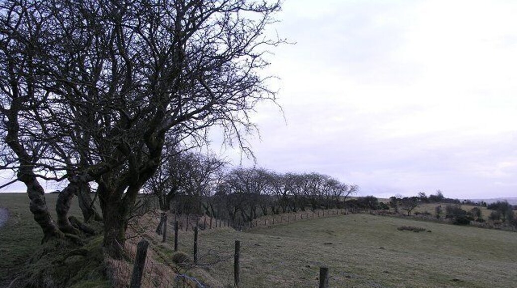 Field boundary near Rhydcymerau The small hillock this field boundary is on is called Banc Cwm-Coed-Ifor and is typical of mid-Wales arable land.