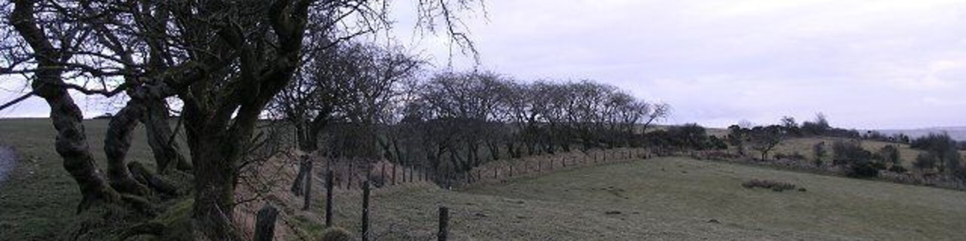 Un paisaje rural con un árbol grande, un campo cercado y árboles a lo lejos.