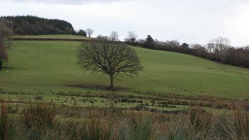 Field east of Rhydcymerau Grazing land following usual pattern of dry on the slopes and wet at the bottom. The forestry crowning the horizon isn't marked on the O.S. maps.