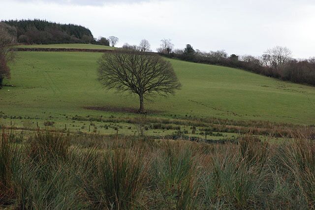 A solitary tree on a grassy hill with a flat landscape in the background.