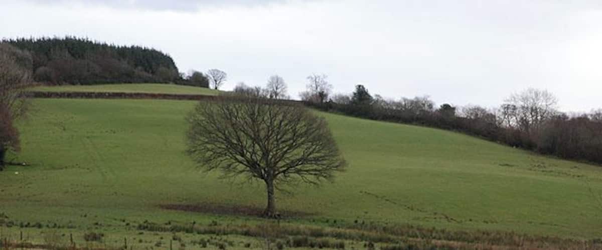 A solitary tree on a grassy hill with a flat landscape in the background.