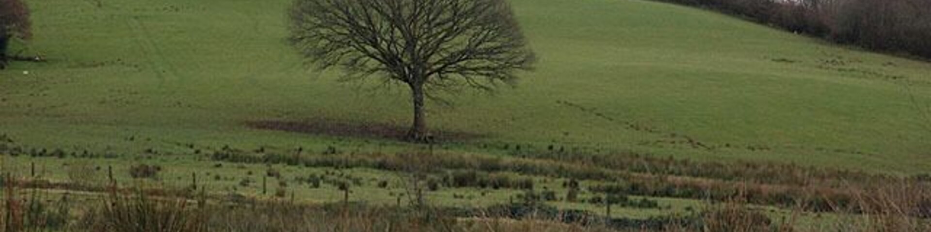 A solitary tree on a grassy hill with a flat landscape in the background.