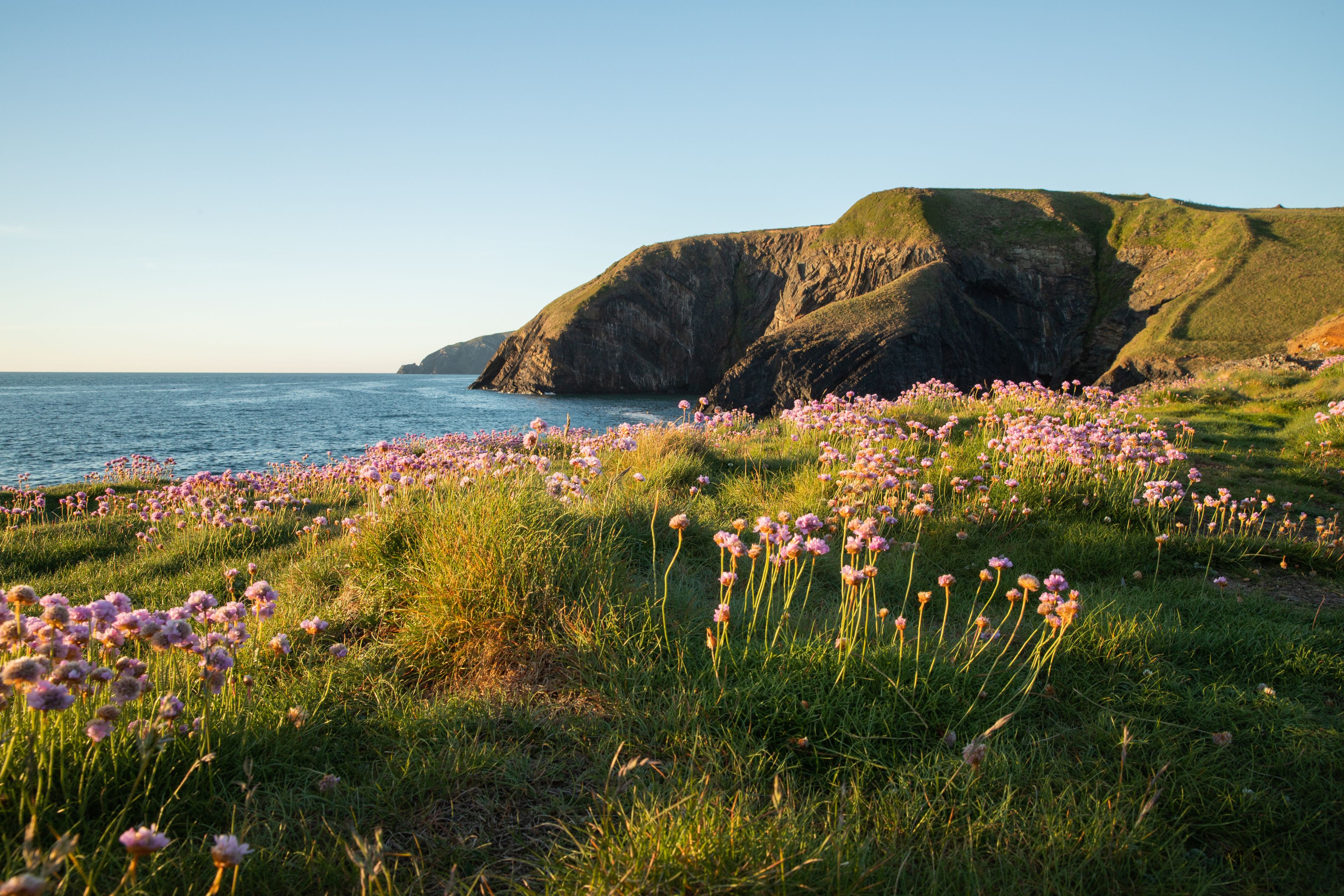 A coastal landscape with cliffs and a field of pink flowers.