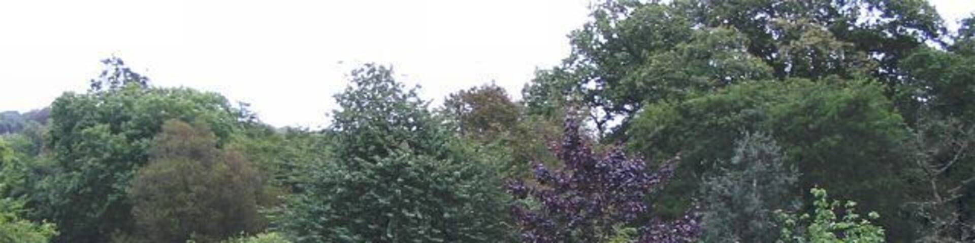 Oriental garden in Bryngarw Country Park One of many different environments in the park. There is also river, forest and a barbecue area.