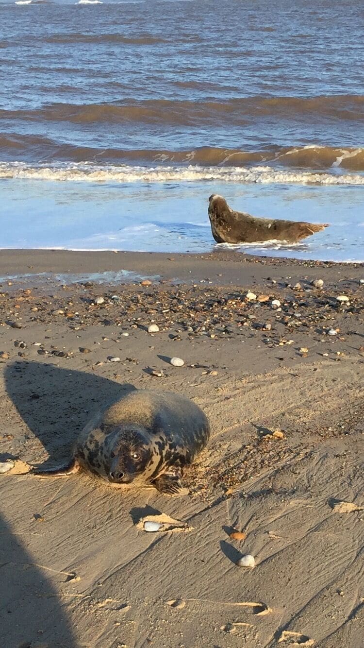 Winterton beach north of Great Yarmouth. 
This coastline is just amazing. Especially when the seals are sunbathing with their pups. It's so lovely to see. 