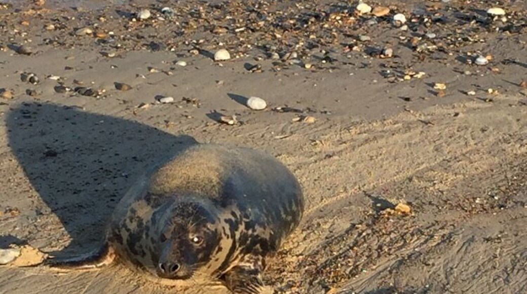 Winterton beach north of Great Yarmouth.
This coastline is just amazing. Especially when the seals are sunbathing with their pups. It's so lovely to see.