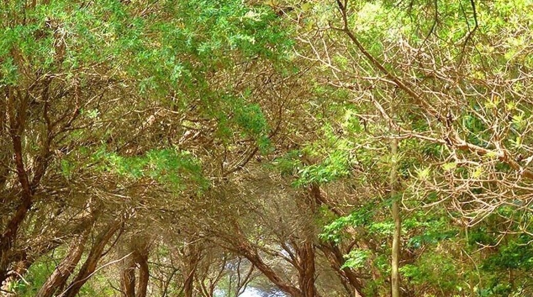 The Northern Illawarra is between Sydney and Wollongong, Australia To the north is the Royal National Park, the Seacliff Bridge and it is lined with epic beaches, and great little towns.