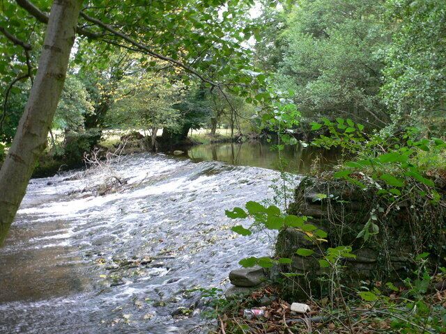 A forest stream with rocks and trees.