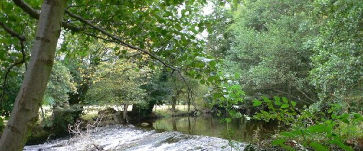 A forest stream with rocks and trees.