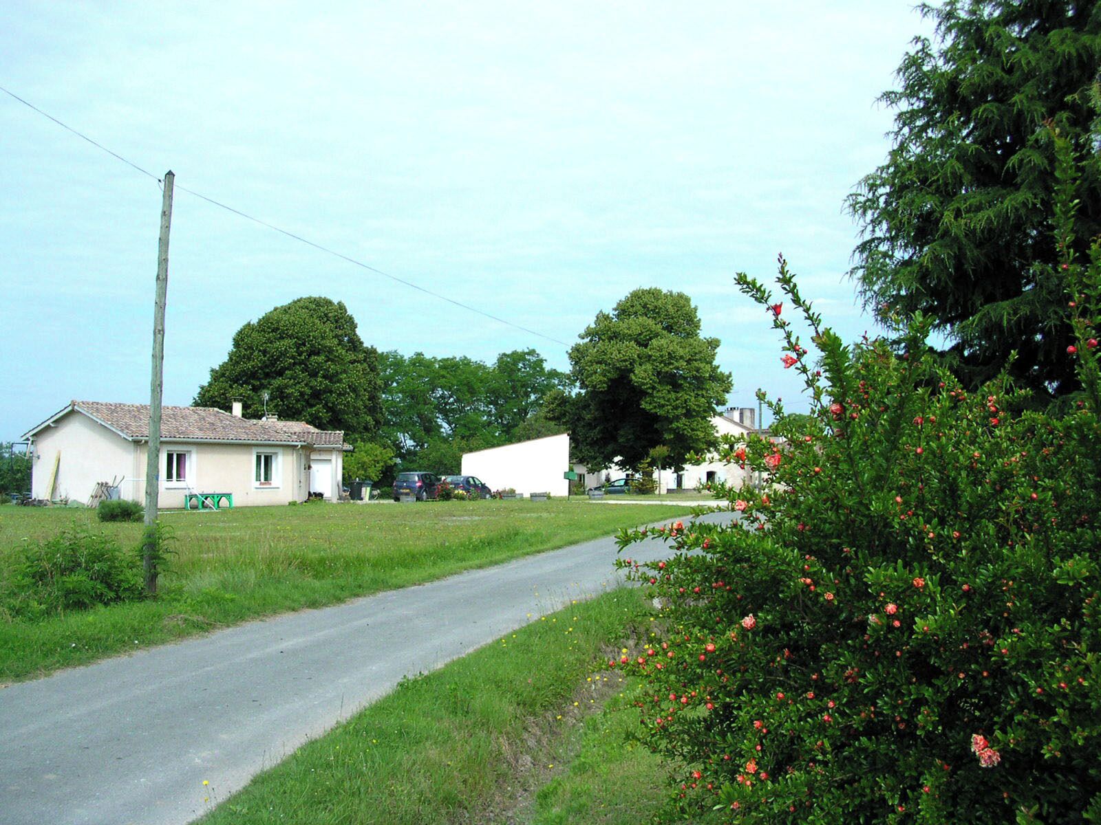 A rural road with houses, trees, and a bush with red flowers.
