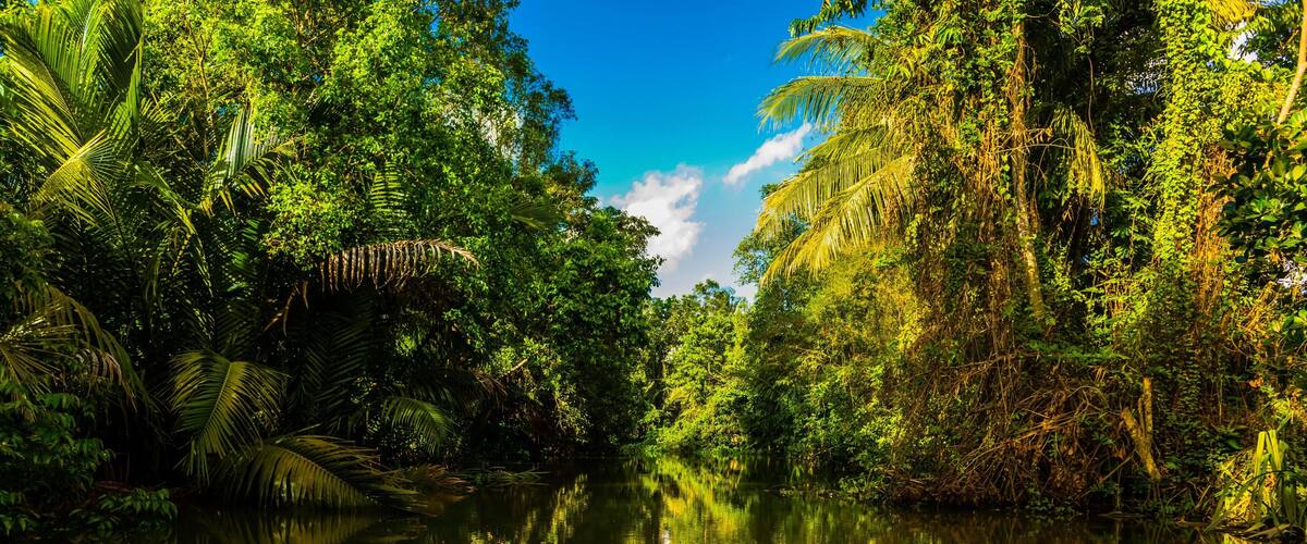 A river surrounded by dense tropical foliage and palm trees.
