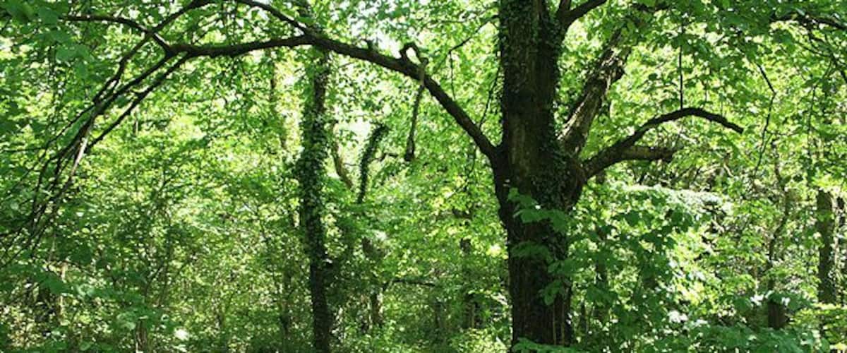 A forest path surrounded by dense green foliage and large trees.
