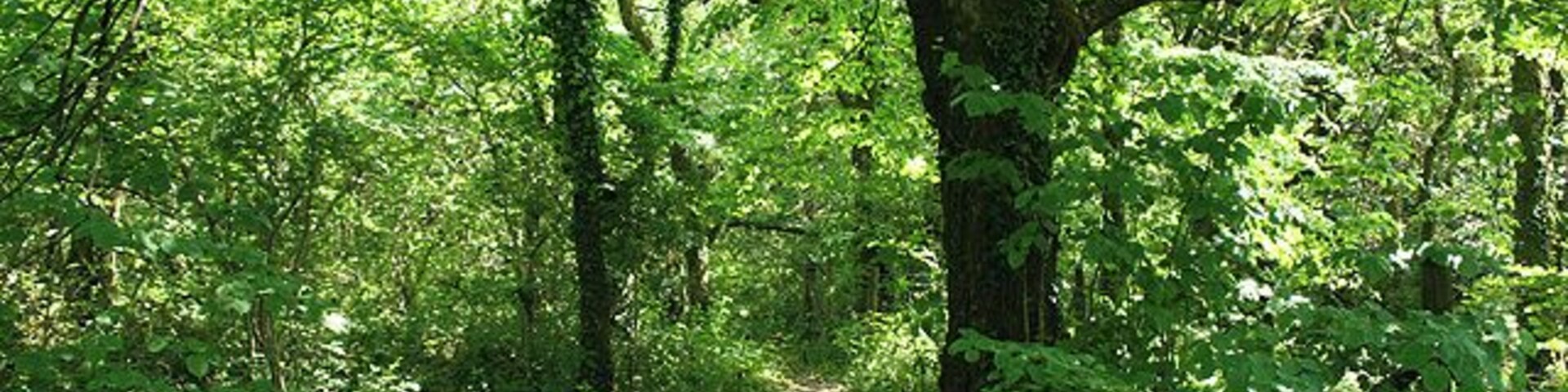 A forest path surrounded by dense green foliage and large trees.