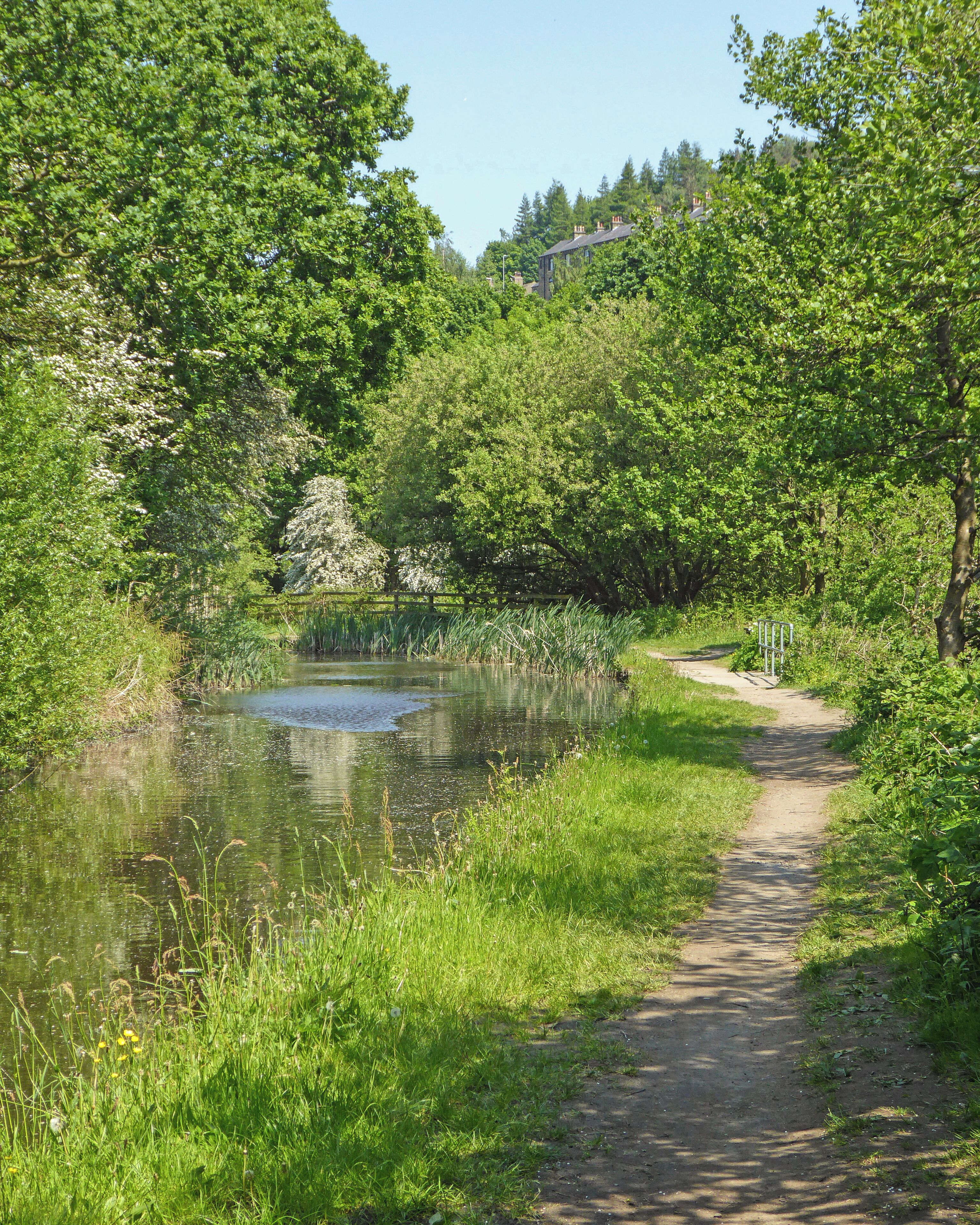 A narrow dirt path beside a calm pond surrounded by lush greenery and trees.