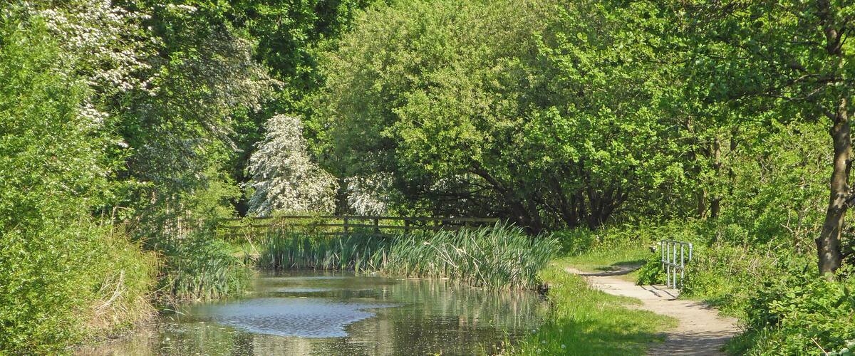 A narrow dirt path beside a calm pond surrounded by lush greenery and trees.
