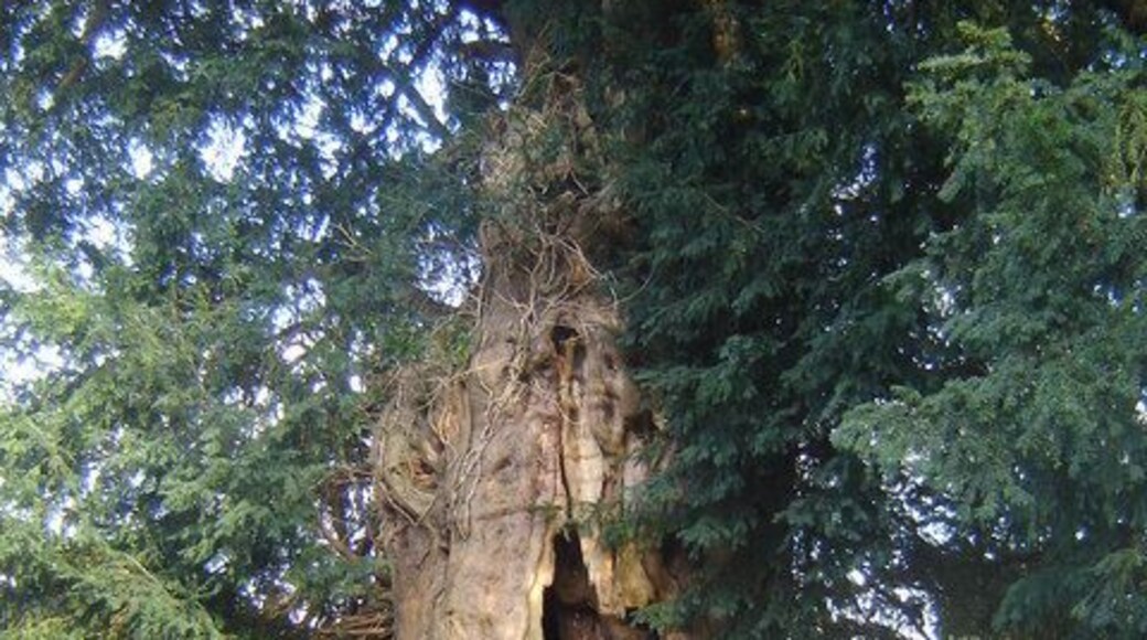 Yew tree, St David's Churchyard, Llanddewi Rhydderch According to the church guide this tree has a girth of some 22 feet, and it may be nearly as old as the Norman church.
