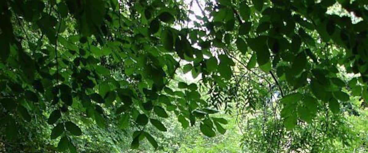Waterfall below the weir, Dolanog. The water is divided below the weir 510065 and (mostly) falls either side of a triangular outcrop. Seen here is the southerly fall and some overspill from the central outcrop owing to the high river levels following recent heavy rain.